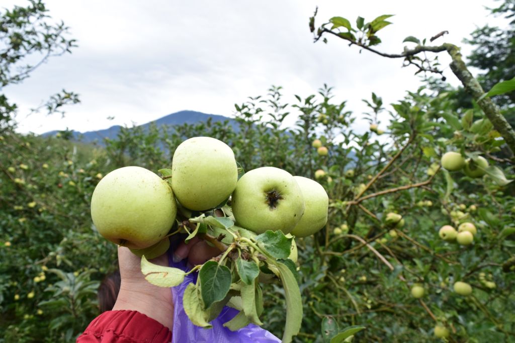 wisata kebun apel malang